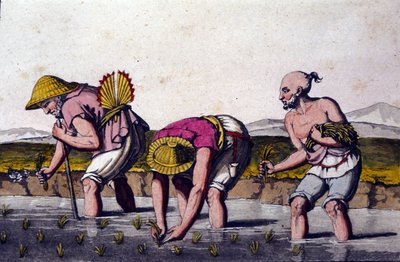 Çin