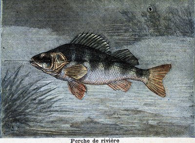 Nehir levrek. 1897