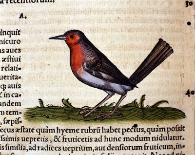 Rouge after the Historia Animalium, Conrad Gesner, Tiguri 1560. Biblioteca Nazionale Braidense. Milano by Unknown artist