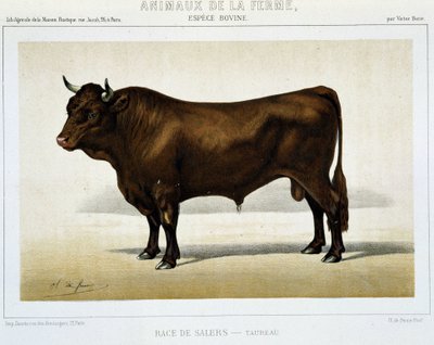 Salers Irk Toros - “” Çiftlik Hayvanları”nda by Unknown artist