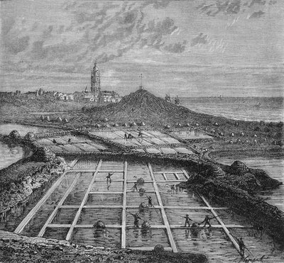 Sauniers, Saunage döneminde Croizic (Brittany) yakınlarındaki Bourg de Batz