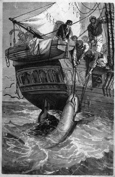 Köpekbalığı balıkçılığı. (Pesca allo squalo) 19. yüzyıl gravürü. Özel koleksiyon. by Unknown artist
