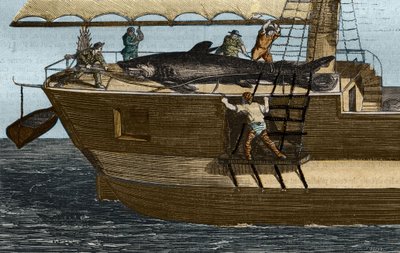 Köpekbalığı balıkçılığı. 1859
