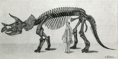 Bir Triceratops prorsus iskeleti by Unknown artist