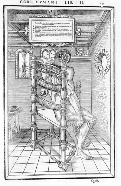 Kafatası kesimi. "İnsan vücudunun üç bölümünün diseksiyonu..." Anatomik panosu Carlo Stefano Riverio, Paris 1545 by Unknown artist