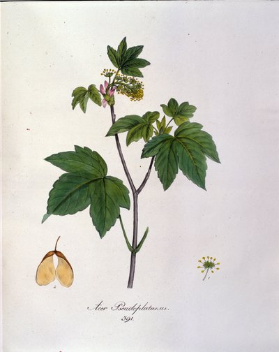 Çınar Akçaağaç Şubesi. 19. yüzyılın başlarından itibaren bir sulak alandan botanik tahta. by Unknown artist