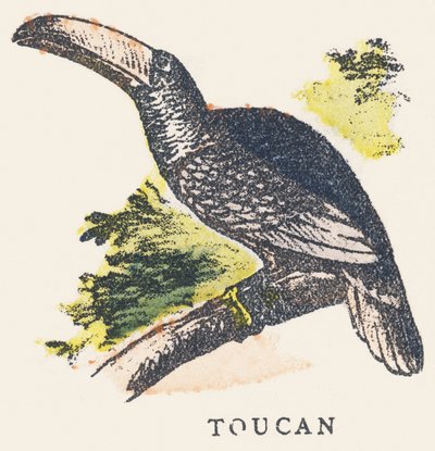 T: tukan by Unknown artist