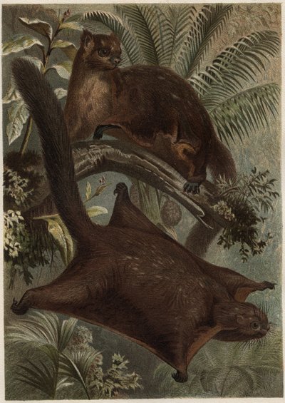 Taguan (Uçan sincap) (Sciuridae familyası) - Sincap (uçan sincap) - Alfred Edmund Brehm