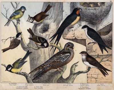 Soldaki 5 kuş- a: Kırlangıç (Parus major), b: Mavi gözlü (Parus coreulus), c: Kara saçlı (Parus ater), d: Kara gözlü (Lopophanes cristatus), e: Kara gözlü (Parus palustris) Sağın 4 kuşu- a: rustik kırlangıç (Hirondo rustica), b: Kırlangıç by Unknown artist