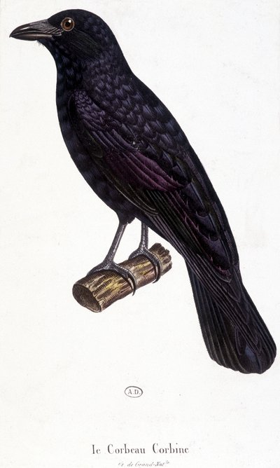 Corbine Raven - doğal tarih tahtası by Unknown artist