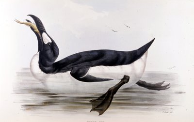 Dev Penguen (Alca Impennis) - içinde Avrupa'nın kuşları” John Gould, Londra by Unknown artist