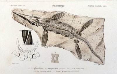 Evrensel Doğa Tarihi Sözlüğünden Ichthyosaur by Unknown artist