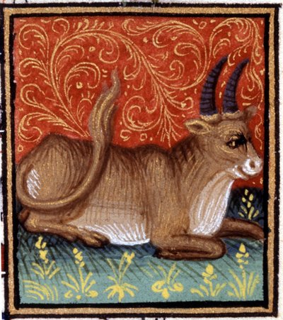 Boğa. Bir burcun minyatürü. 15. yüzyıl el yazması. İncil. Trivulziana, Milano. by Unknown artist