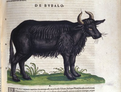 Konrad Gesner, Tiguri tarafından Historia animalium