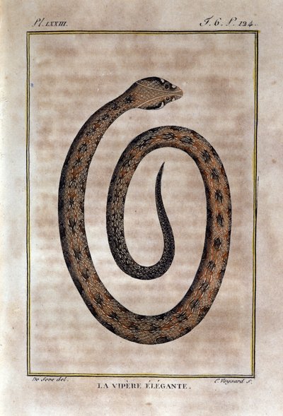 Zarif engerek. Natüralist Georges Louis Leclerc, Count of Buffon (1707 - 1788) tarafından "" Works of Buffon"un Doğa Tarihinin bir ihanetinden alınan levha. 19. yüzyıl by Unknown artist