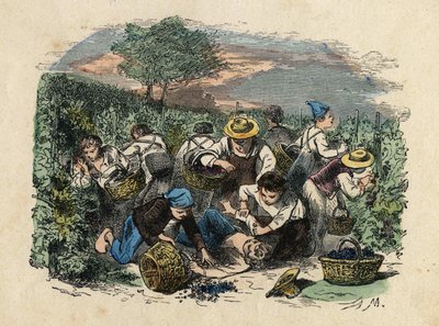 Hasat. 19. yüzyıl illüstrasyonu. Bianchetti Koleksiyonu by Unknown artist