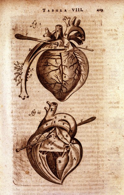 Bartholin