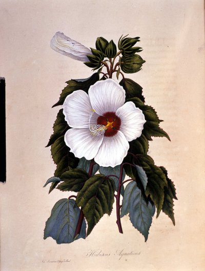 Ibiskus. Botanik kurulu. by Unknown artist