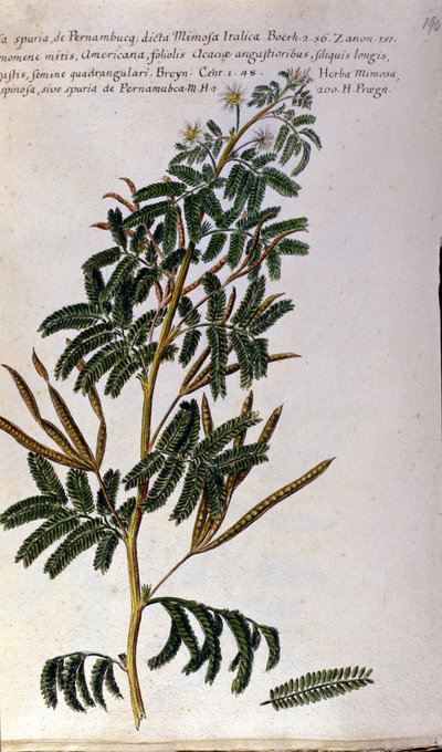 Mimoza, botanik tahta, gravür. by Unknown artist