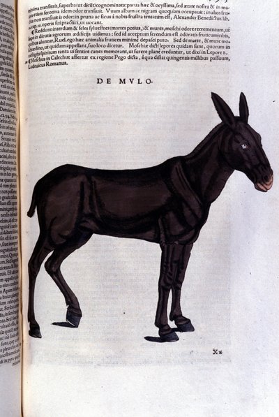 Konrad Gesner, Tiguri tarafından Historia animalium