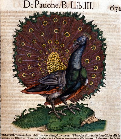 Historia Animalium'dan sonra tavus kuşu Konrad Gesner, Tiguri by Unknown artist