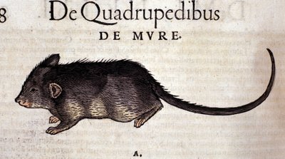 Conrad Gesner tarafından yazılan Historia Animalium