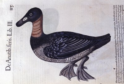 Konrad Gesner, Tiguri tarafından Historia animalium'dan sonra kırmızı boyunlu ördek by Unknown artist