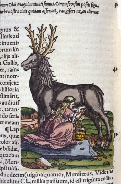 Konrad Gesner, Tiguri
