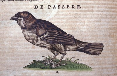Historia Animalium