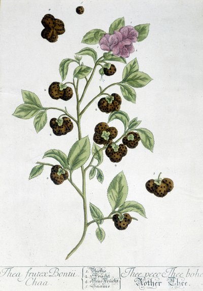 Çay bitkisi Frutex Bontii - botanik kurulu by Unknown artist