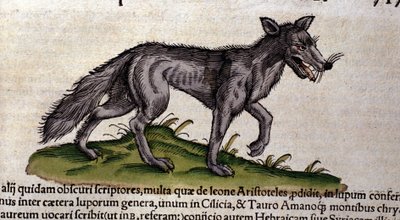 Conrad Gesner tarafından yazılan Historia Animalium