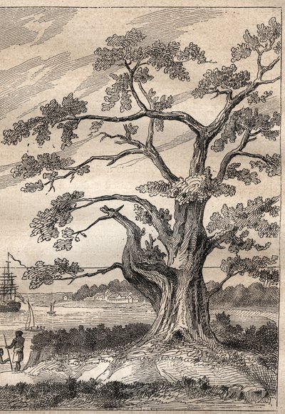 Kaptan James Cook (1728-1779) tarafından üçüncü sefer (1776-1779): Cook