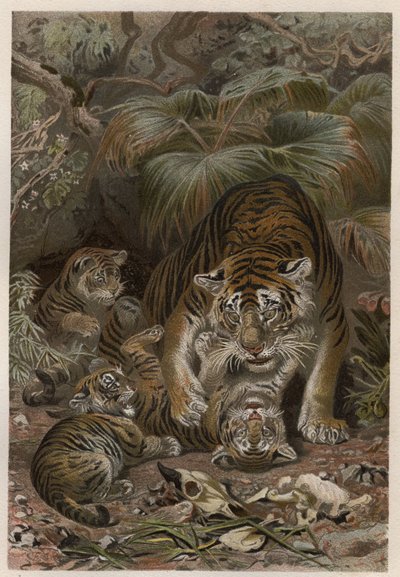 Kaplanlı Kaplan - Yavrulu Kaplan (Panthera tigris) - Alfred Edmund Brehm
