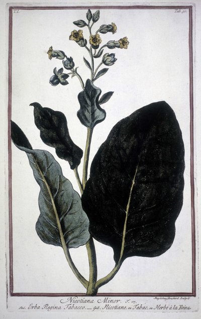 19. yüzyıldan kalma bir sulakta tütün yaprağı ve çiçeği (Nicotiana Minor). by Unknown artist