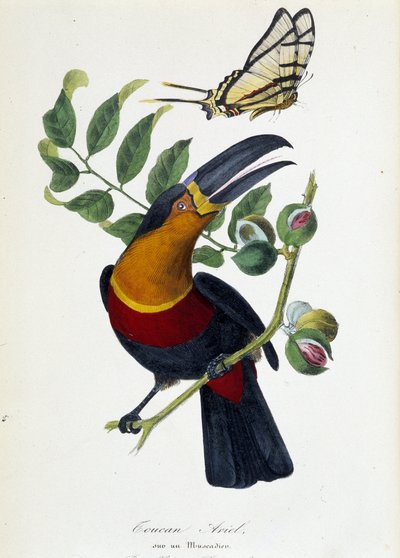Bir Muscadier ve Kelebek Protesilas üzerinde Toucan Ariel - "" Le jardin des plantes: doğal tarih müzesinin tam tarihi ve pitoresk açıklaması""nda, Lamaout, Paris 1843 by Unknown artist