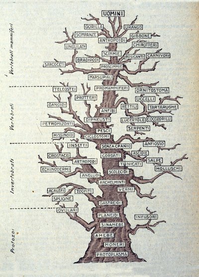 Hayvanlar aleminin sınıflandırmasını temsil eden Evrim Ağacı veya resimli tahta. by Unknown artist