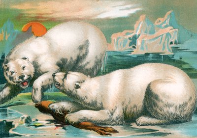 Mühür için kavga eden iki kutup ayısı by Unknown artist