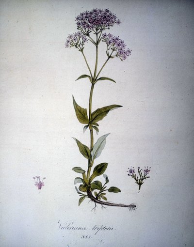 Valeriana leylak rengi veya Valeriana tripteris. 19. yüzyıl herbaryumu. by Unknown artist