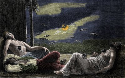 Dolunay gecelerinde uyuyan erkeklerin kanını emen vampir yarasa. 19. yüzyıl gravürü by Unknown artist