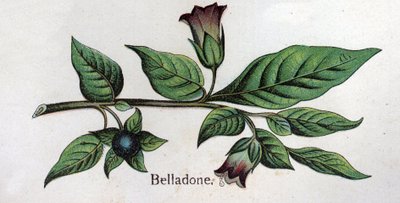 Venöz botanik bitkiler: Belladonna. Gravür, Friedrich Eduard Bilz (1842-1922) tarafından “Doğal ilaç” by Unknown artist
