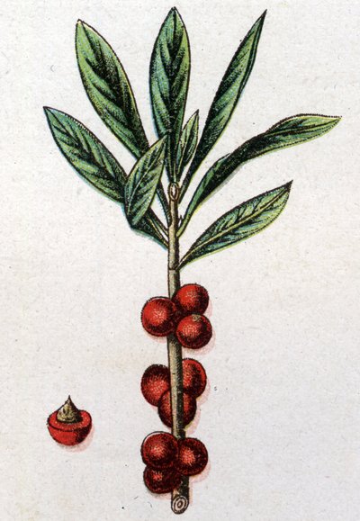 Venöz botanik bitkiler: Daphne Mezereon. Gravür, Friedrich Eduard Bilz (1842-1922) tarafından “Doğal ilaç” by Unknown artist
