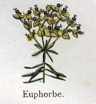 Venöz botanik bitkiler: Euphorbo. Gravür, Friedrich Eduard Bilz (1842-1922) tarafından “Doğal ilaç” by Unknown artist