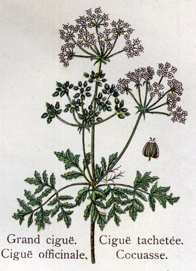 Zehirli botanik bitkiler: büyük, resmi, leke ve kokas. Gravür, Friedrich Eduard Bilz (1842-1922) tarafından "" La ilaç naturelle" by Unknown artist
