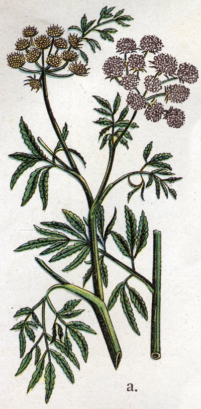 Zehirli botanik bitkiler: demirli baldıran (Cicuta virosa) olarak da bilinen su baldıran veya suda yaşayan baldıran. Gravür, Friedrich Eduard Bilz (1842-1922) tarafından “Doğal ilaç” by Unknown artist