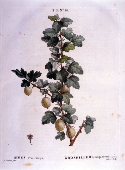 Beyaz kuş üzümü veya uskumru: 19. yüzyıl botanik tahtası. by Unknown artist
