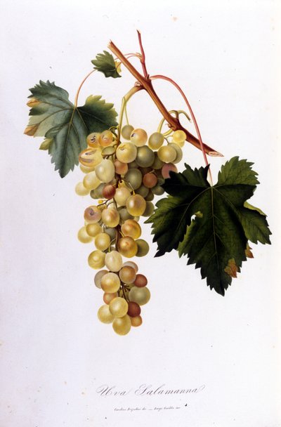 Beyaz Üzümler. 19. yüzyıl gravürü. by Unknown artist