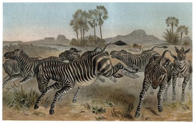 Zebre - Zebralar - Afrika atları (at ailesi) - Alfred Edmund Brehm