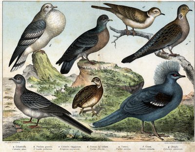 a: Kolomb güvercini (Columba oenas), b: Moğol güvercini (Columba gutturosa), c: Göçmen güvercin (Etopistes migratoria), d: Türk güvercini (Turtur risorius), e: Tahta güvercini (Turtur auritus), f: Goura (Goura) taçlı), g: Buğday bıldırcını (Bıldırcın ortak by Unknown artist