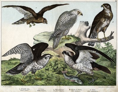 a: Kartal veya kraliyet toyunu, b: meme, c: balıkçı şahin, d: İzlanda şahini, e: çevresinde = astore - “Natural History of Birds”, ed. Hoepli, Milano by Unknown artist
