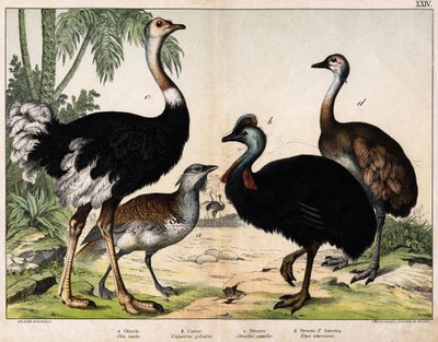 a: Büyük toy kuşu (Otis tarda), b: Casoar (Casarius galeatus), c: Afrika Devekuşu (Struthio camelus), d: Nandon (Rhea Americana) -“” Natural History of Oideals”, ed. Hoepli, Milano by Unknown artist